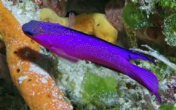 Black Capped Basslet on the Palancar Deep reef - Cozumel ... by James Ridgway 